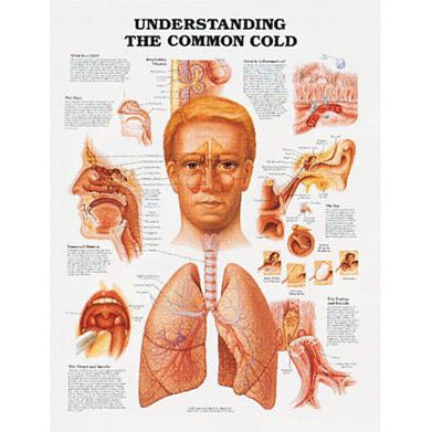 Common Cold Classification Poster: Understandng The Common Cold – Medisave UK