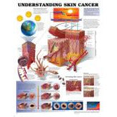 Poster: Understanding Skin Cancer