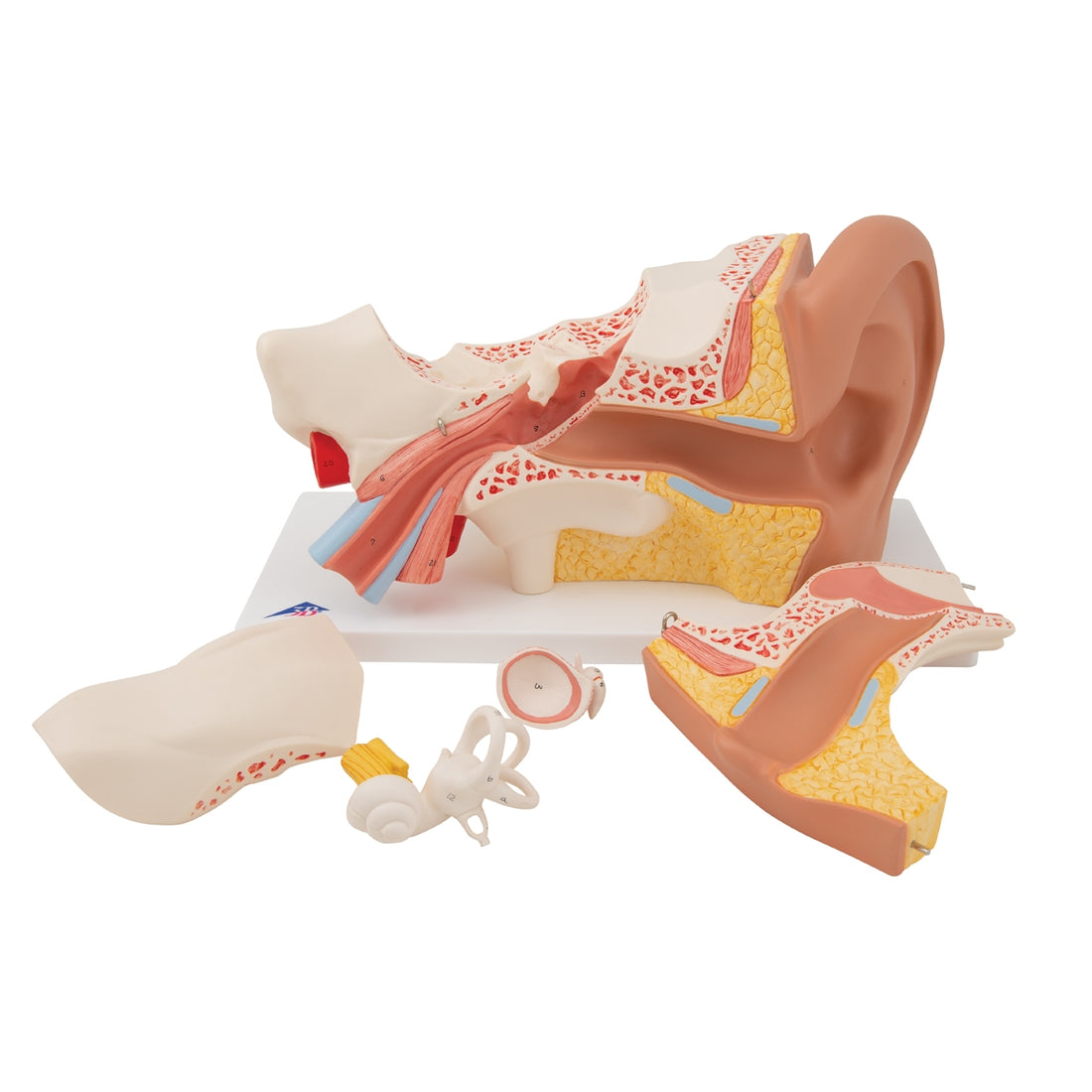 Human Ear Model, 3 times Life-Size, 6 part – Medisave UK