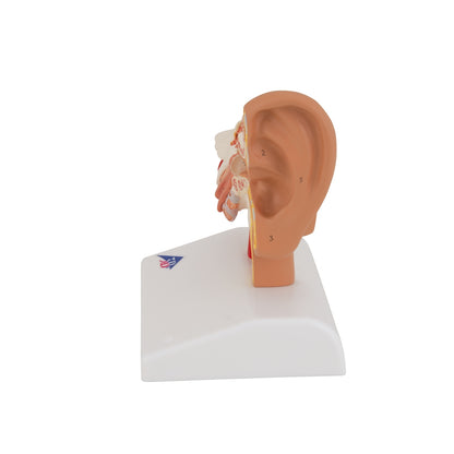Human Ear Model for Desktop, 1.5 times Life-Size - 3B Scientific