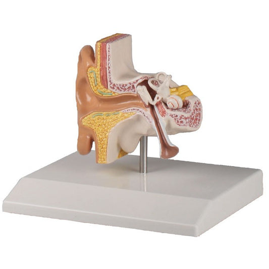 Ear Model - 1.5 Times Life-Size