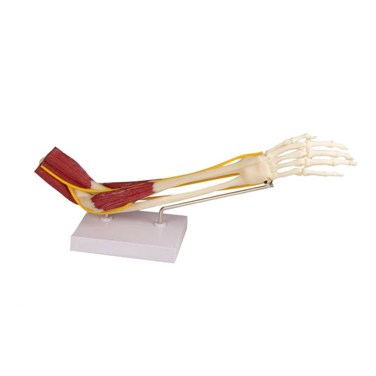 Elbow Joint with Musculature  - Erler Zimmer