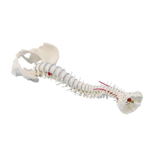 Standard Spine with Prolapse & Pelvis - Erler Zimmer