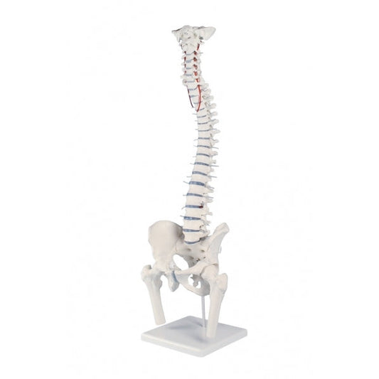 Standard Spine with Femur Stumps - Prolapse - Pelvis & Stand - Erler Zimmer