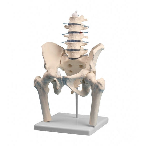 Lumbar Spine with Pelvis & Femoral Stumps - Erler Zimmer