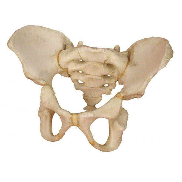 Pelvis of a 5 Year Old Child - Erler Zimmer