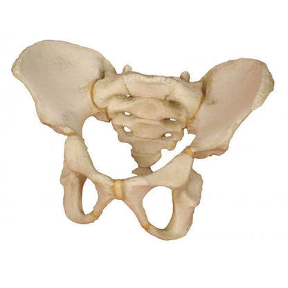 Pelvis of a 5 Year Old Child - Erler Zimmer