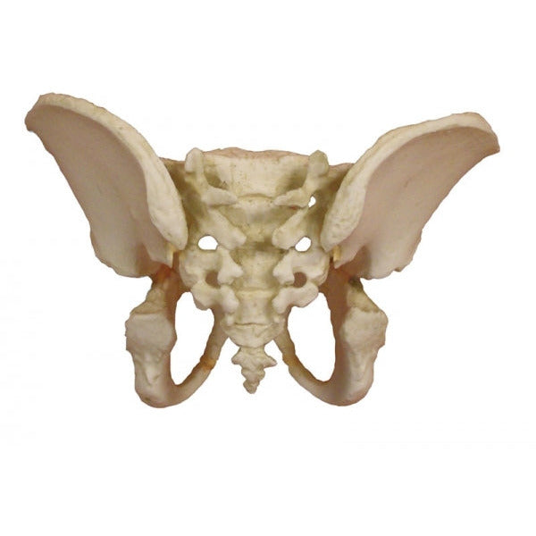 Pelvis of a 5 Year Old Child - Erler Zimmer
