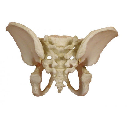 Pelvis of a 5 Year Old Child - Erler Zimmer