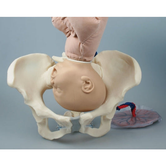 Female Pelvis with Foetus Doll - Health Edco