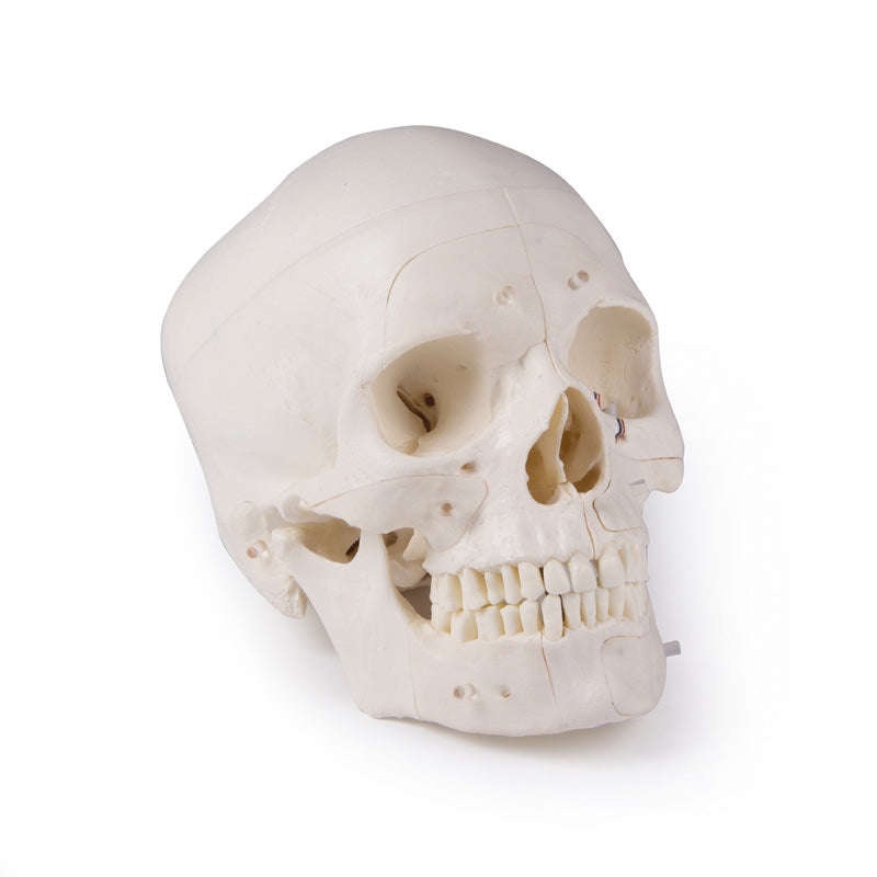 Deluxe Demonstration Skull - 14 Part For Advanced Studies - Erler Zimmer