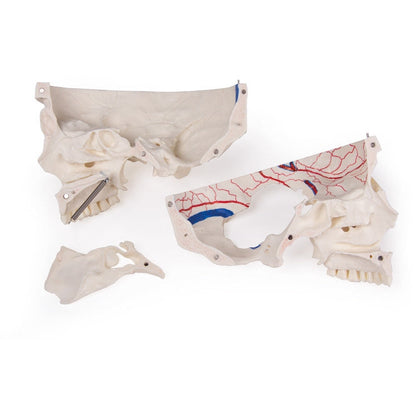 Deluxe Demonstration Skull - 14 Part For Advanced Studies - Erler Zimmer