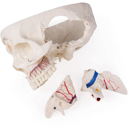 Deluxe Demonstration Skull - 14 Part For Advanced Studies - Erler Zimmer