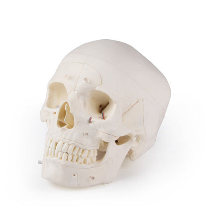 Deluxe Demonstration Skull - 14 Part For Advanced Studies - Erler Zimmer