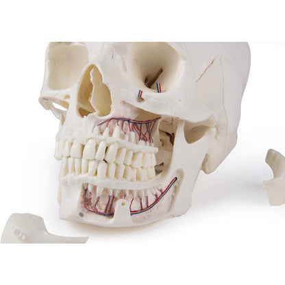 Deluxe Demonstration Skull - 14 Part For Advanced Studies - Erler Zimmer