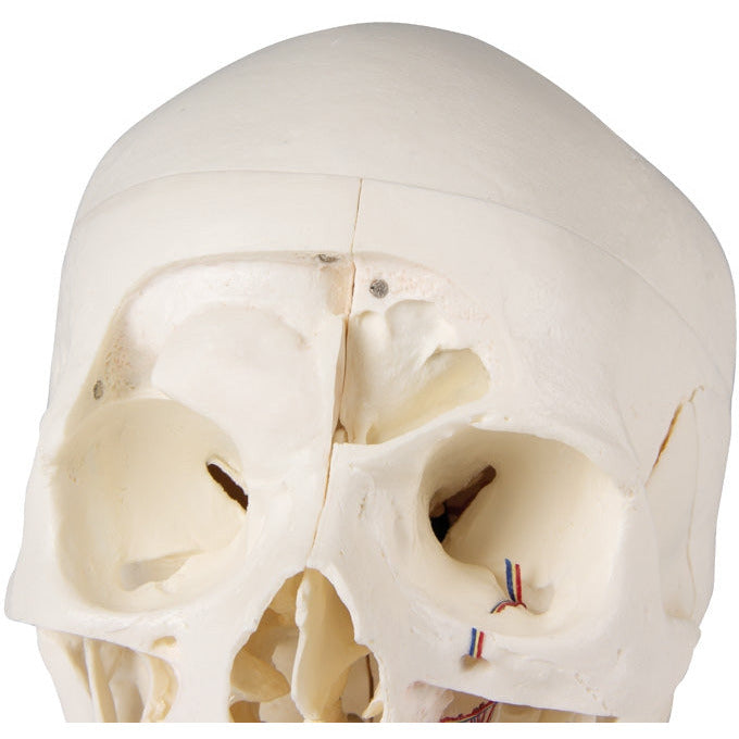 Deluxe Demonstration Skull - 14 Part For Advanced Studies - Erler Zimmer
