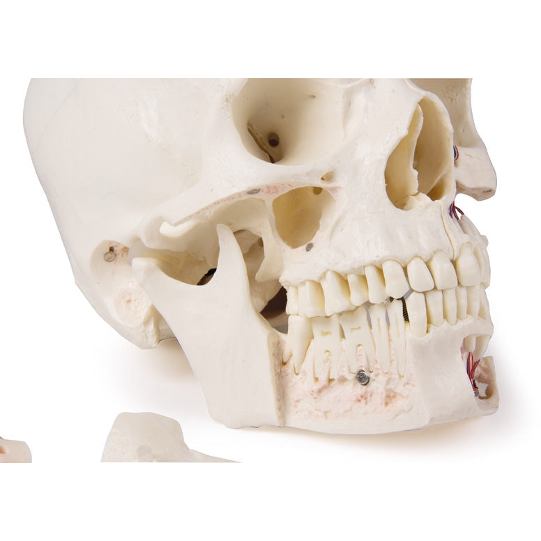 Deluxe Demonstration Skull - 14 Part For Advanced Studies - Erler Zimmer