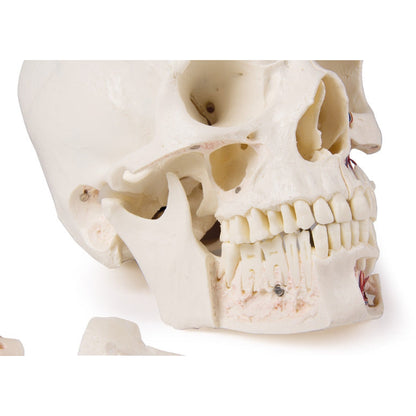 Deluxe Demonstration Skull - 14 Part For Advanced Studies - Erler Zimmer