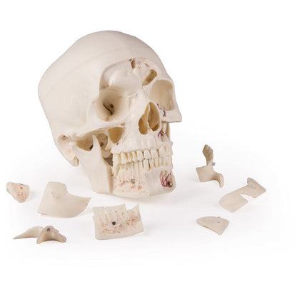 Deluxe Demonstration Skull - 14 Part For Advanced Studies - Erler Zimmer