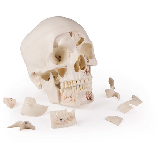 Deluxe Demonstration Skull - 14 Part For Advanced Studies - Erler Zimmer