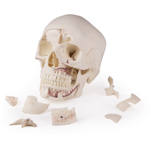 Deluxe Demonstration Skull - 14 Part For Advanced Studies - Erler Zimmer