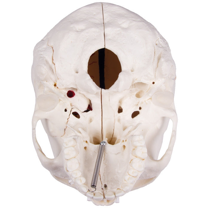 Deluxe Demonstration Skull - 14 Part For Advanced Studies - Erler Zimmer