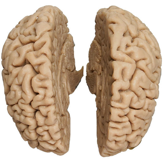 Human Brain - Actual Cast (For Male Skull) - Erler Zimmer
