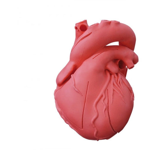 Heart Model - Flexible - Didactical Version - Erler Zimmer