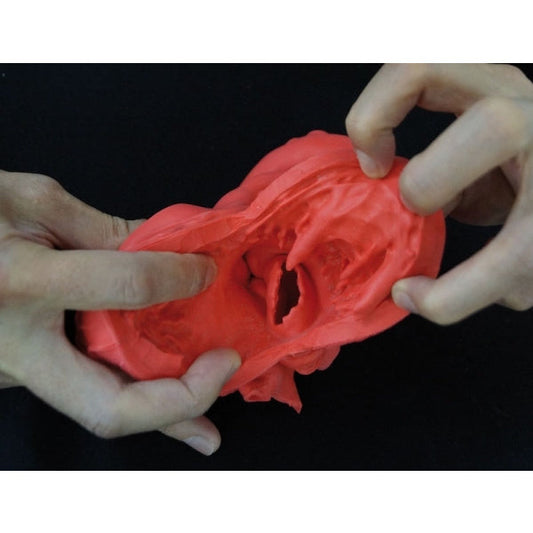 Heart Model - Flexible - Didactical Version - Erler Zimmer
