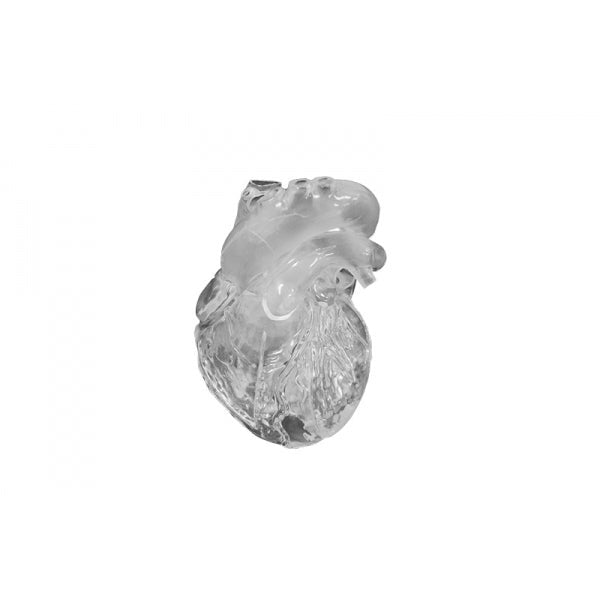 Heart Model - Flexible - Didactical Version - Translucent - Erler Zimmer