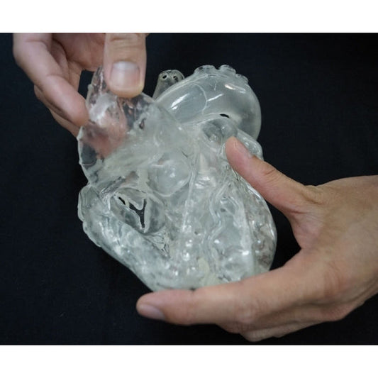 Heart Model - Flexible - Didactical Version - Translucent - Erler Zimmer