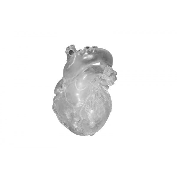 Heart Model - Professional - Clear - Erler Zimmer