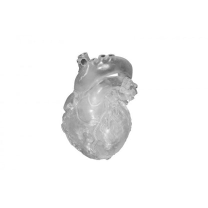 Heart Model - Professional - Clear - Erler Zimmer