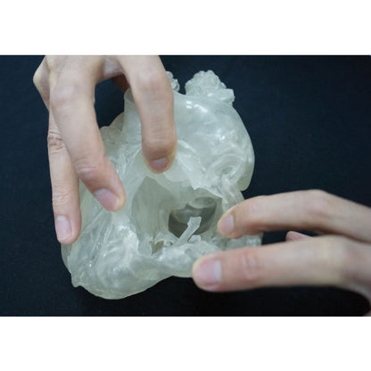 Heart Model - Professional - Clear - Erler Zimmer