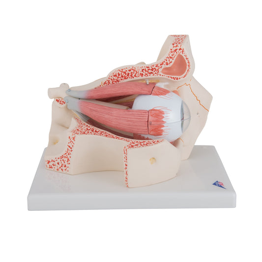 Human Eye Model, 3 times Full-Size, 7 part - 3B Scientific