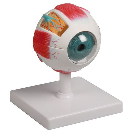 Erler Zimmer Eye Model - 4 Times Life-Size, 6 Parts - 