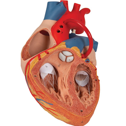 Human Heart Model with Bypass, 2 times Life-Size, 4 part