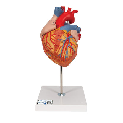Human Heart Model, 2-times Life-Size, 4 part - 3B Scientific