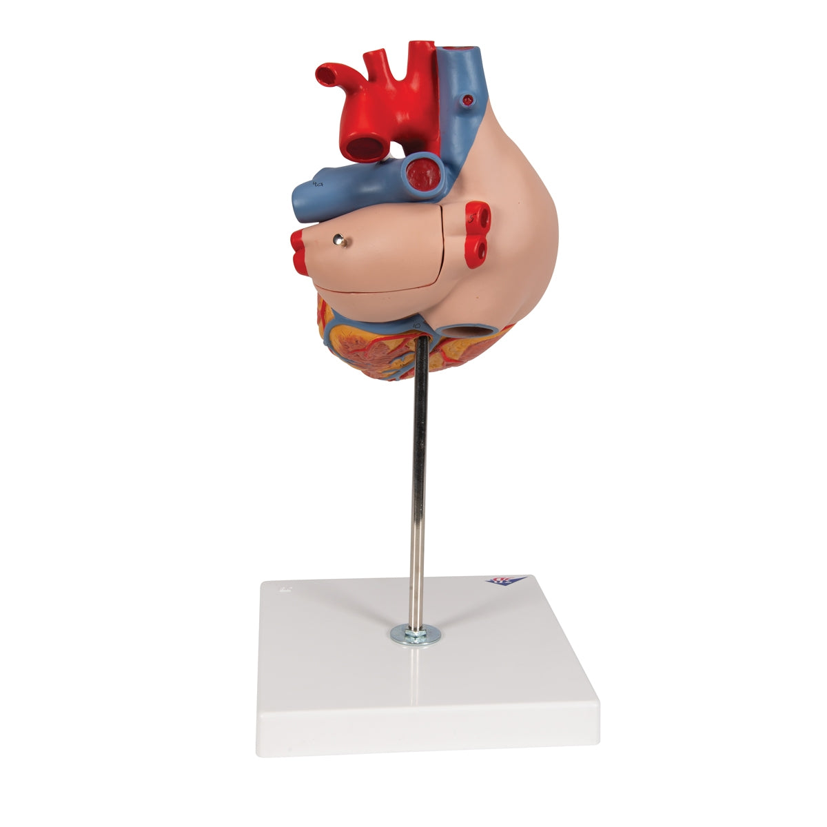 Human Heart Model, 2-times Life-Size, 4 part - 3B Scientific