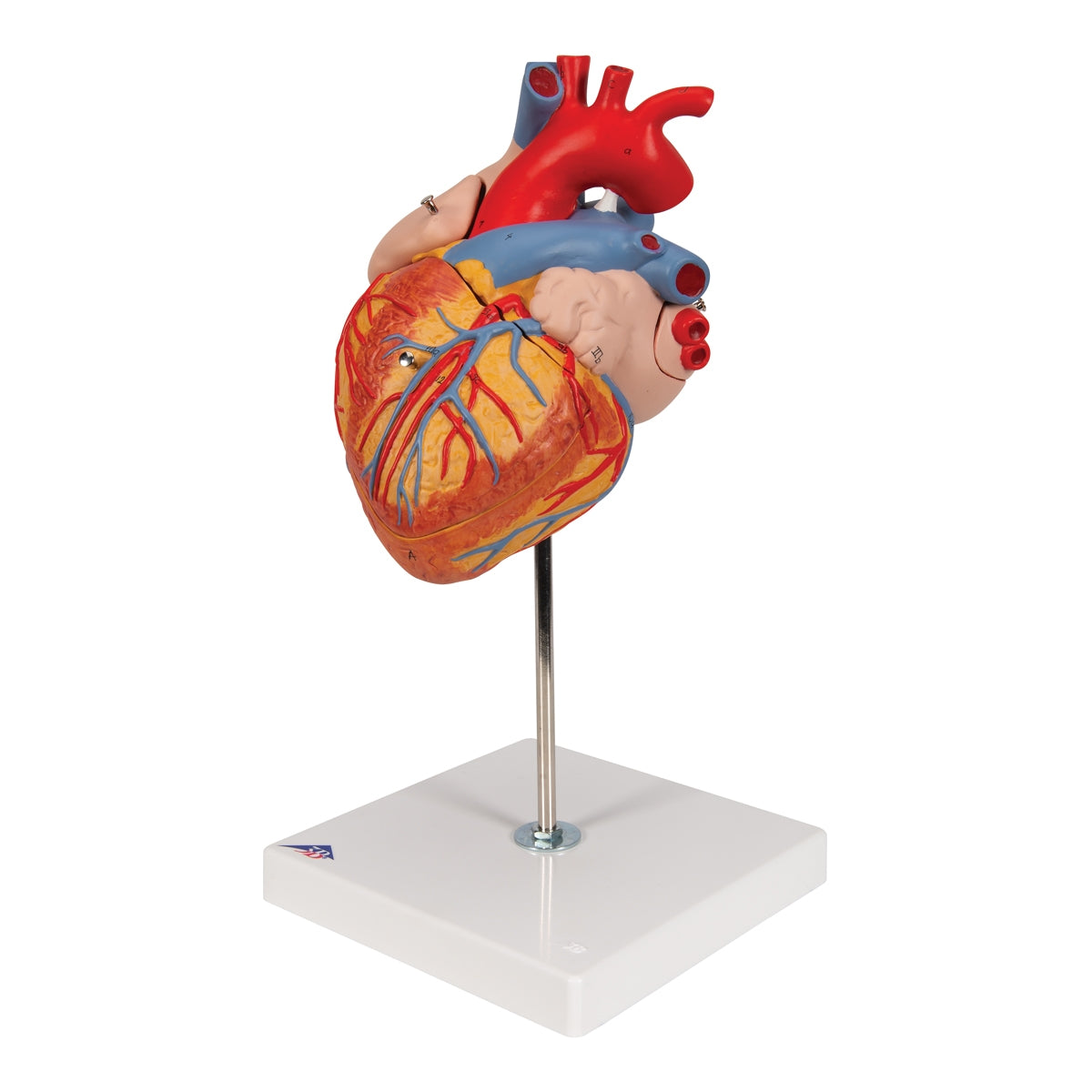 Human Heart Model, 2-times Life-Size, 4 part