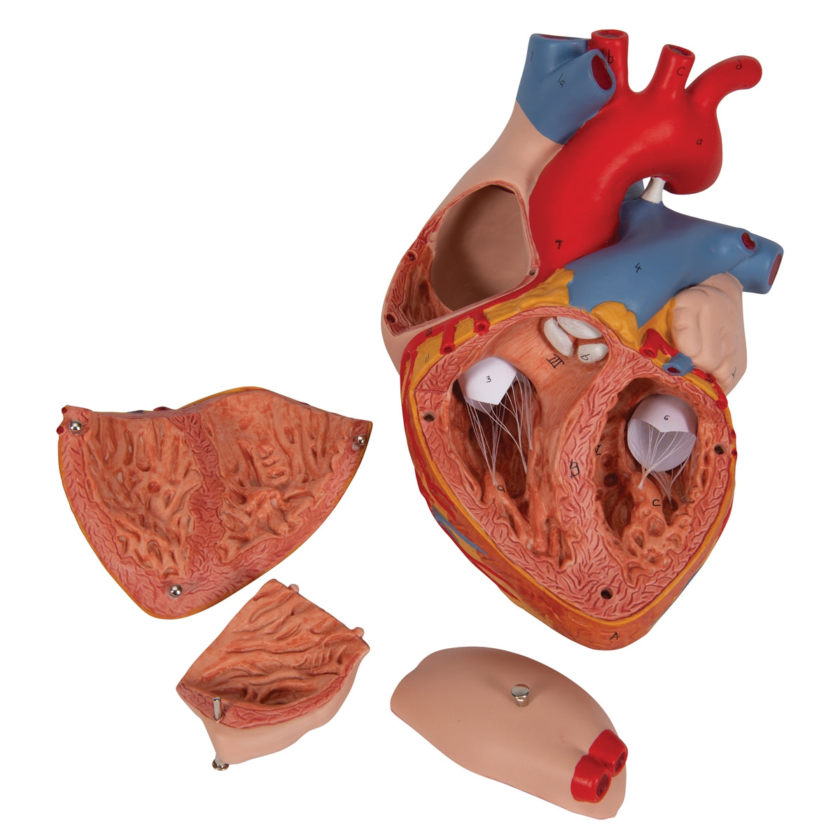 Human Heart Model, 2-times Life-Size, 4 part - 3B Scientific