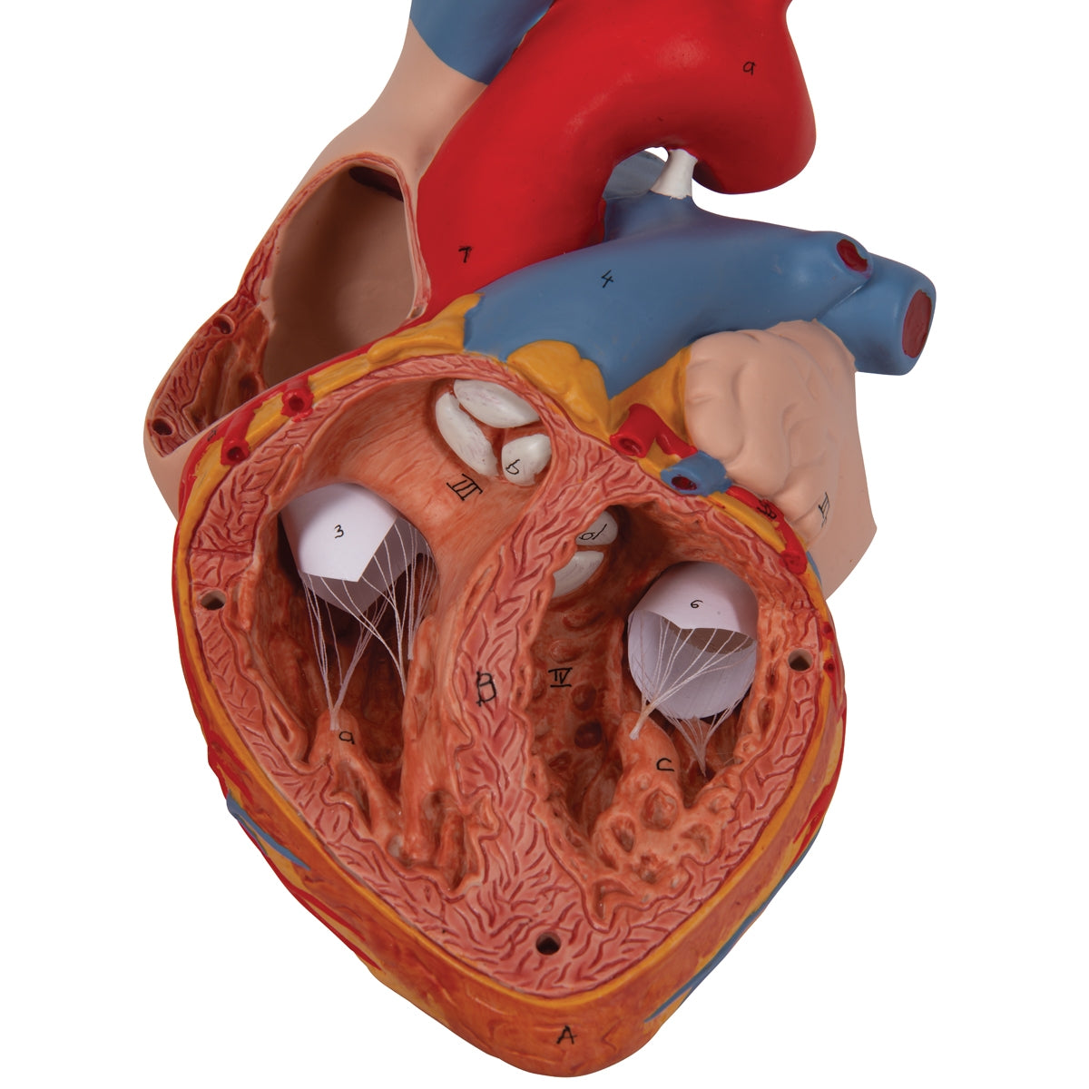 Human Heart Model, 2-times Life-Size, 4 part - 3B Scientific