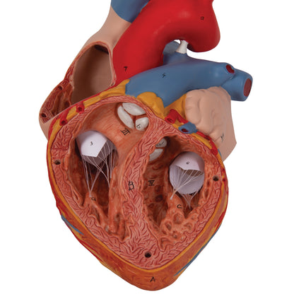 Human Heart Model, 2-times Life-Size, 4 part - 3B Scientific