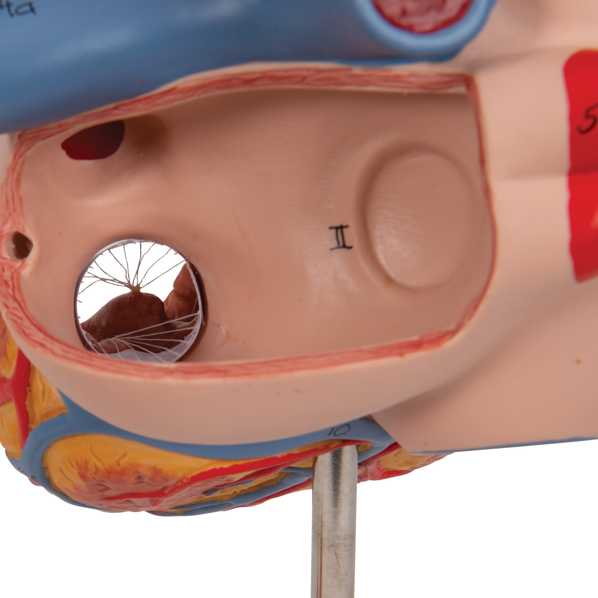 Human Heart Model, 2-times Life-Size, 4 part - 3B Scientific
