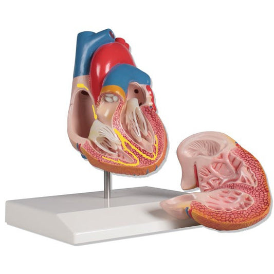 Heart Model with Conducting System - 2 Parts