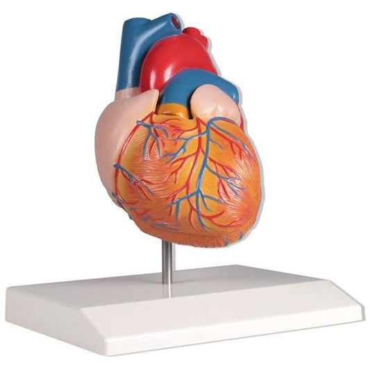 Erler Zimmer Heart Model - Life Size, 2 Parts