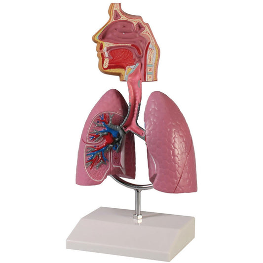 Human Respiratory System