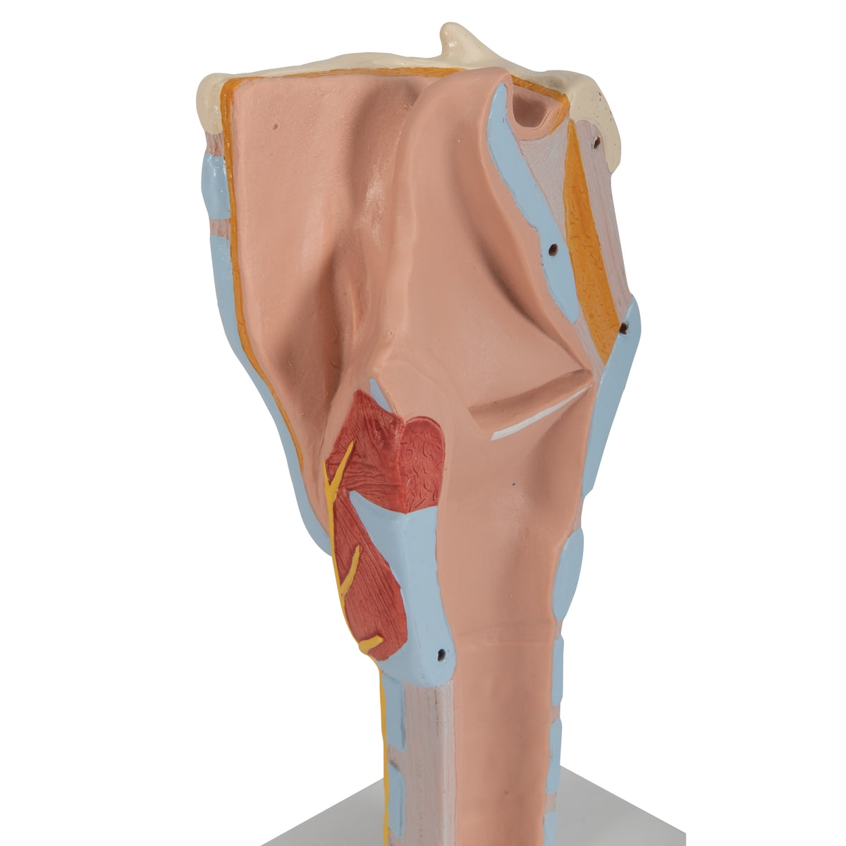 Human Larynx Model, 2 times Full-Size, 7 part