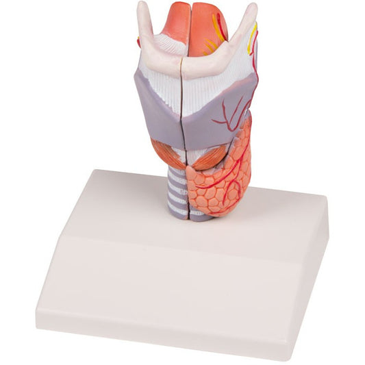 Larynx Model - Life-Size, 2 Parts