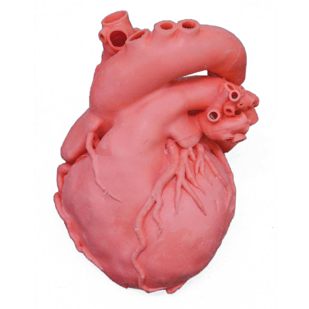 Heart Model - Professional - Erler Zimmer